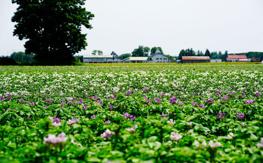 【先行受付】北海道おとふけ産 人気のじゃがいも 2種セット「キタアカリ・とうや」合計9kg 【B73】2025年10月中旬頃より発送予定