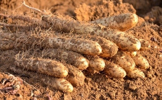 北海道十勝産ながいも 6本セット【A51】