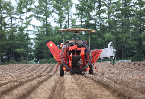 ［先行受付］インカのめざめとインカのひとみの逸品セット（Mサイズ）各6kg 合計12kg【C60】