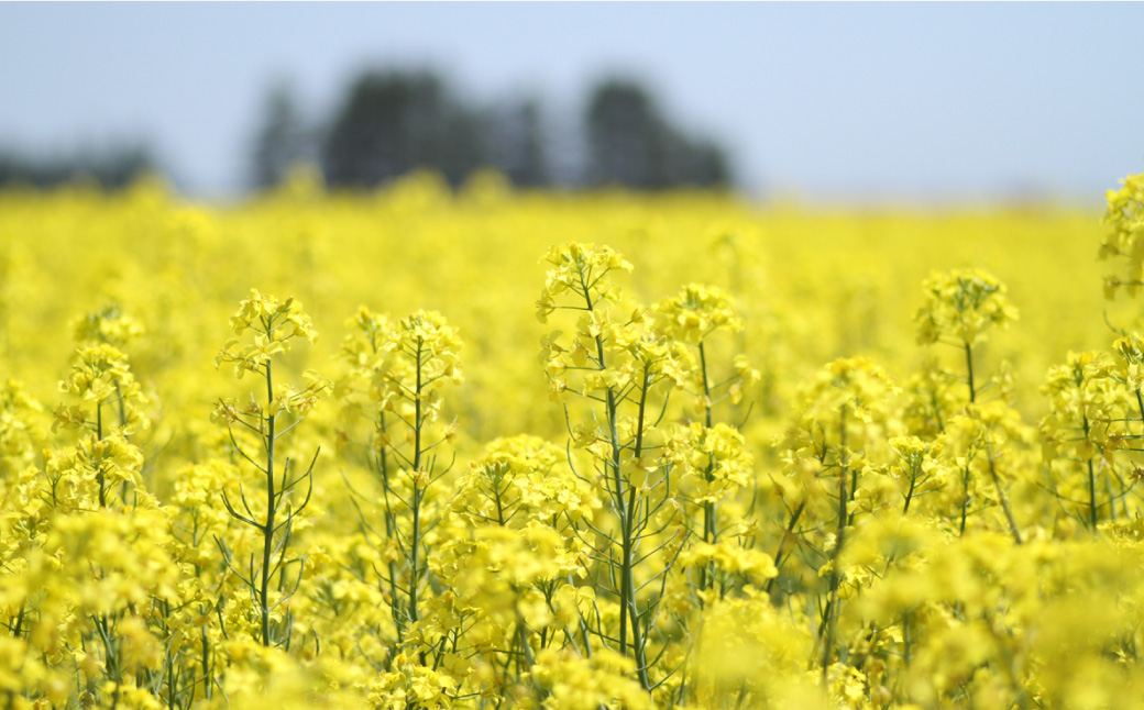 とかちの畑の特選なたね油 特大3本セット【C61】