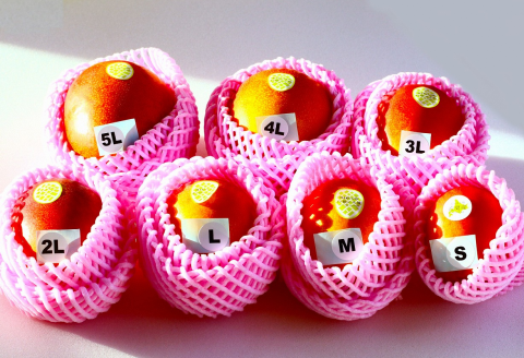 ［先行受付］冬の完熟マンゴー 白銀の太陽Lサイズ×1玉【D23】