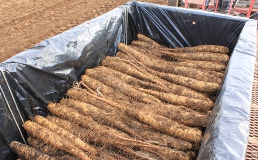 北海道十勝産ながいも 4本セット【B70】