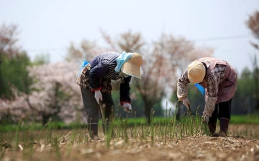 ［先行受付］おとふけ産グリーンアスパラ 1.8kg【A39】 2025年5月中旬頃より順次発送