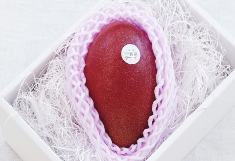 十勝マンゴー4Lサイズ×1玉【D24】