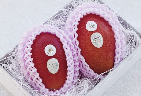 冬の完熟マンゴー 白銀の太陽2Lサイズ×2玉【D18】