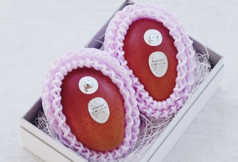 ［先行受付］冬の完熟マンゴー 白銀の太陽Lサイズ×2玉【D17】