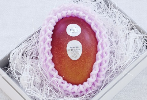 ［先行受付］冬の完熟マンゴー 白銀の太陽Lサイズ×1玉【D23】