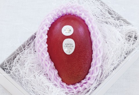 ［先行受付］冬の完熟マンゴー 白銀の太陽4Lサイズ×1玉【D26】