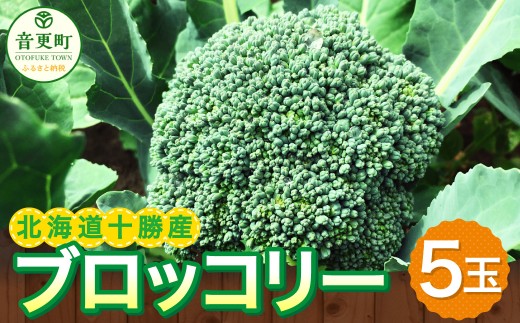 ［先行受付］北海道十勝産 ブロッコリー5玉セット【B19】 2026年9月下旬頃より順次発送予定