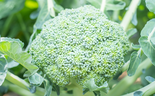 ［先行受付］おとふけ産ブロッコリー5玉【B19】 2025年9月下旬頃より順次発送予定