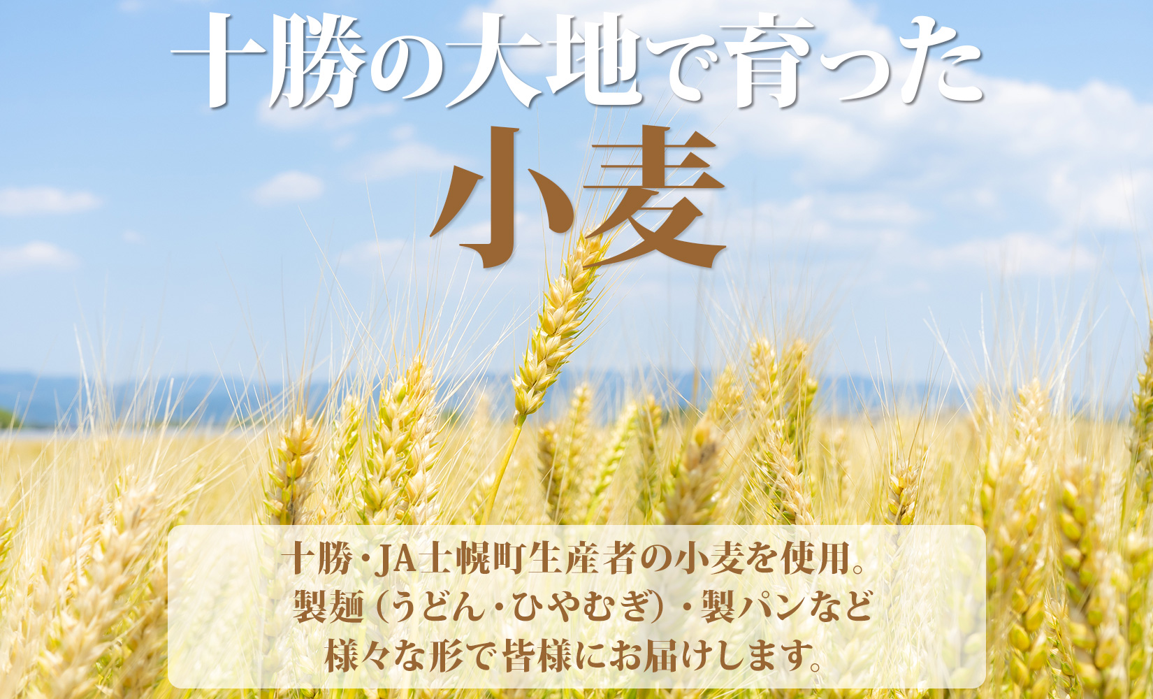 北海道産 うどん 250g×12袋 2-3人前 乾麺 干しうどん 麺 めん きたほなみ 小麦使用 小分け 個包装 保存 備蓄 贈り物 ギフト 送料無料 北海道 十勝 士幌町 【N05-2】