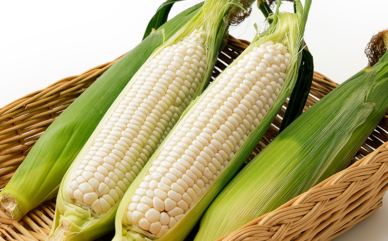 2026年分 先行予約 北海道産 ホワイトコーン 計6本 北海道 上士幌町 須田農場 野菜 白い スイートコーン とうもろこし トウモロコシ 産地直送 冷蔵便 ◆2026年08月配送予定