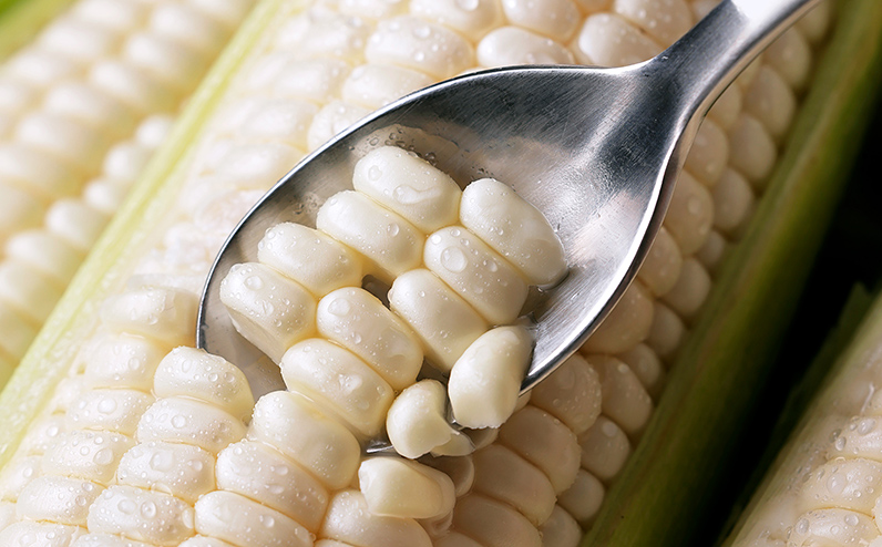 2026年分 先行予約 北海道産 ホワイトコーン 計10本 北海道 上士幌町 須田農場 野菜 白い スイートコーン とうもろこし トウモロコシ 産地直送 冷蔵便 ◆2026年08月配送予定