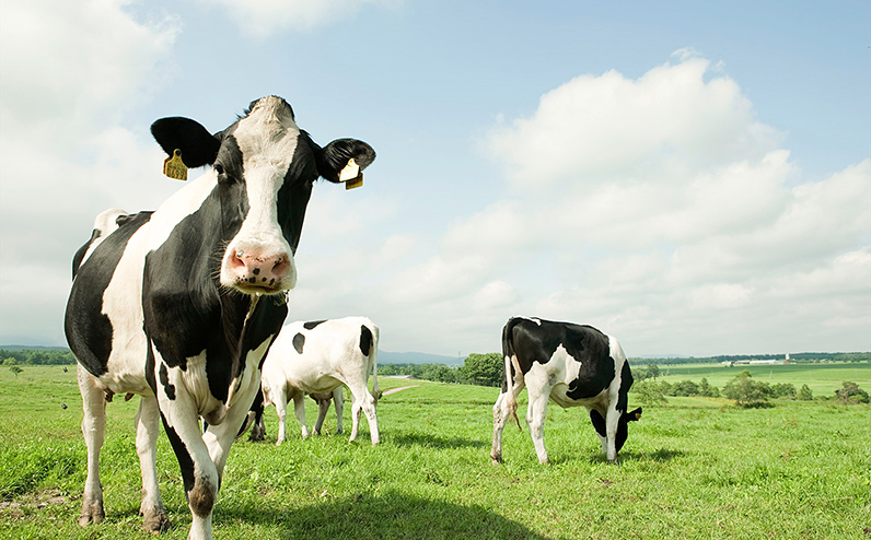 十勝しんむら牧場 放牧牛のミルクジャム4種セット 140g×4個（4種） 北海道 スイーツ