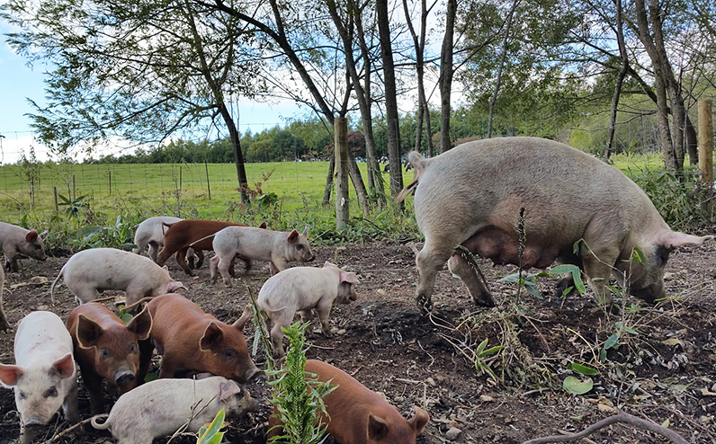 十勝しんむら牧場 放牧豚のハンバーグ 150g×10個 北海道産 豚肉 冷凍