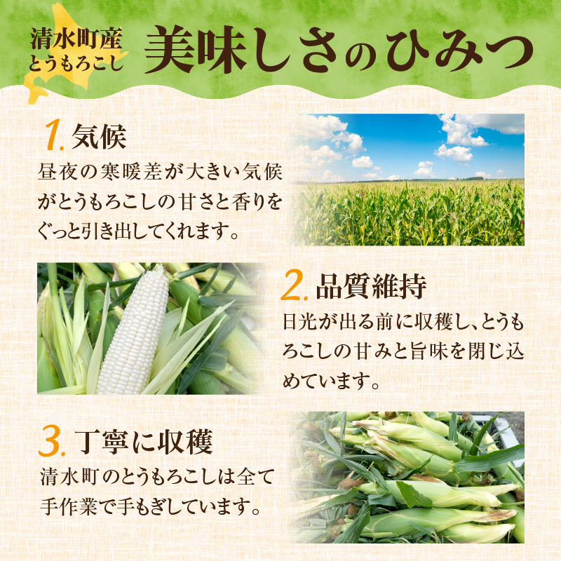 【2026年8月～発送開始！】白いとうもろこし ホワイトショコラ サイズ混合 10～12本_S021-0018