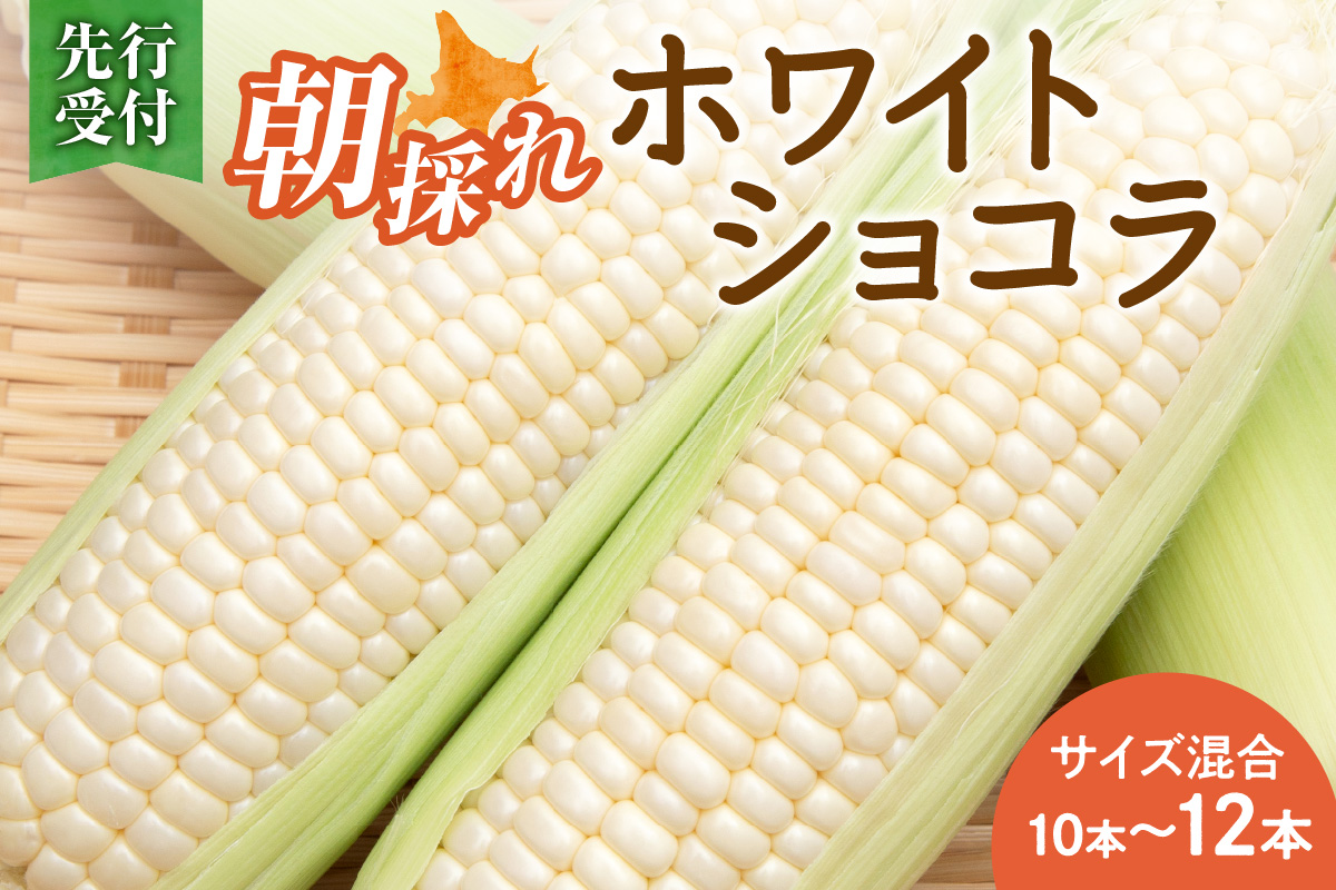 【2026年8月～発送開始！】白いとうもろこし ホワイトショコラ サイズ混合 10～12本_S021-0018