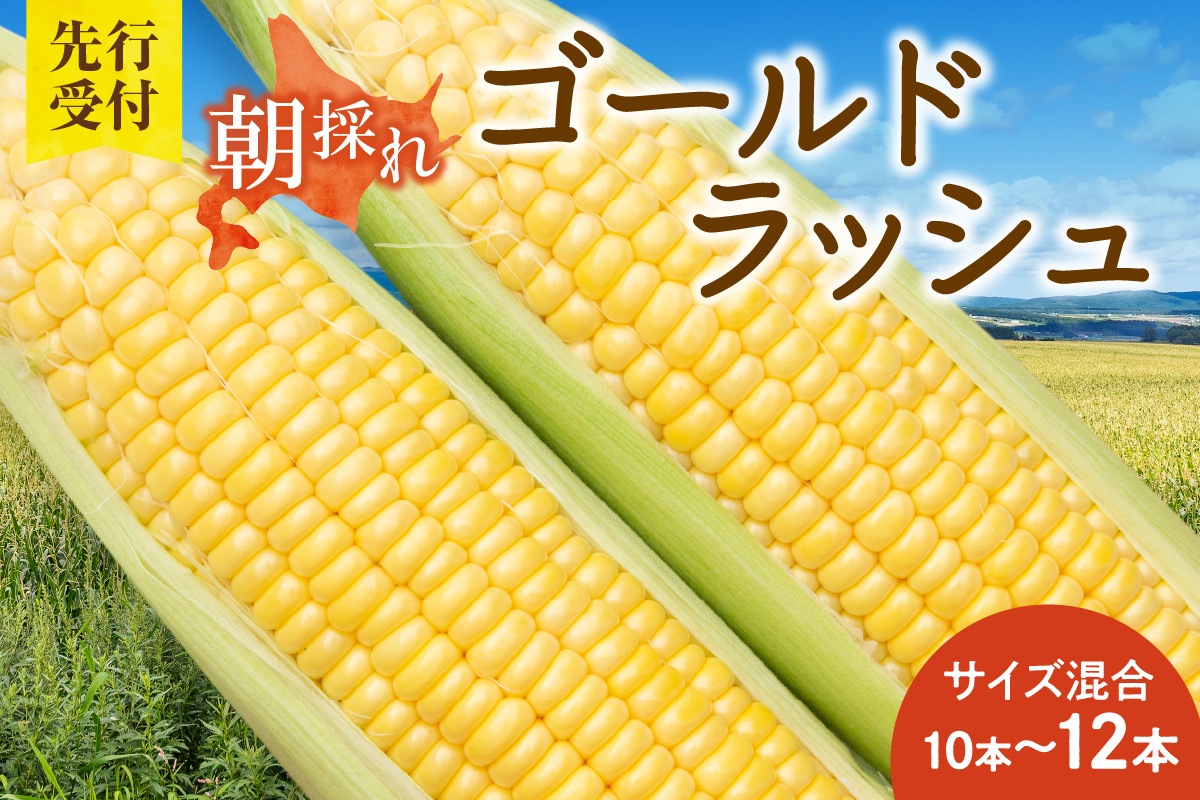 【2026年8月～発送開始!】黄金の甘さ ゴールドラッシュ!サイズ混合 10～12本_S021-0019
