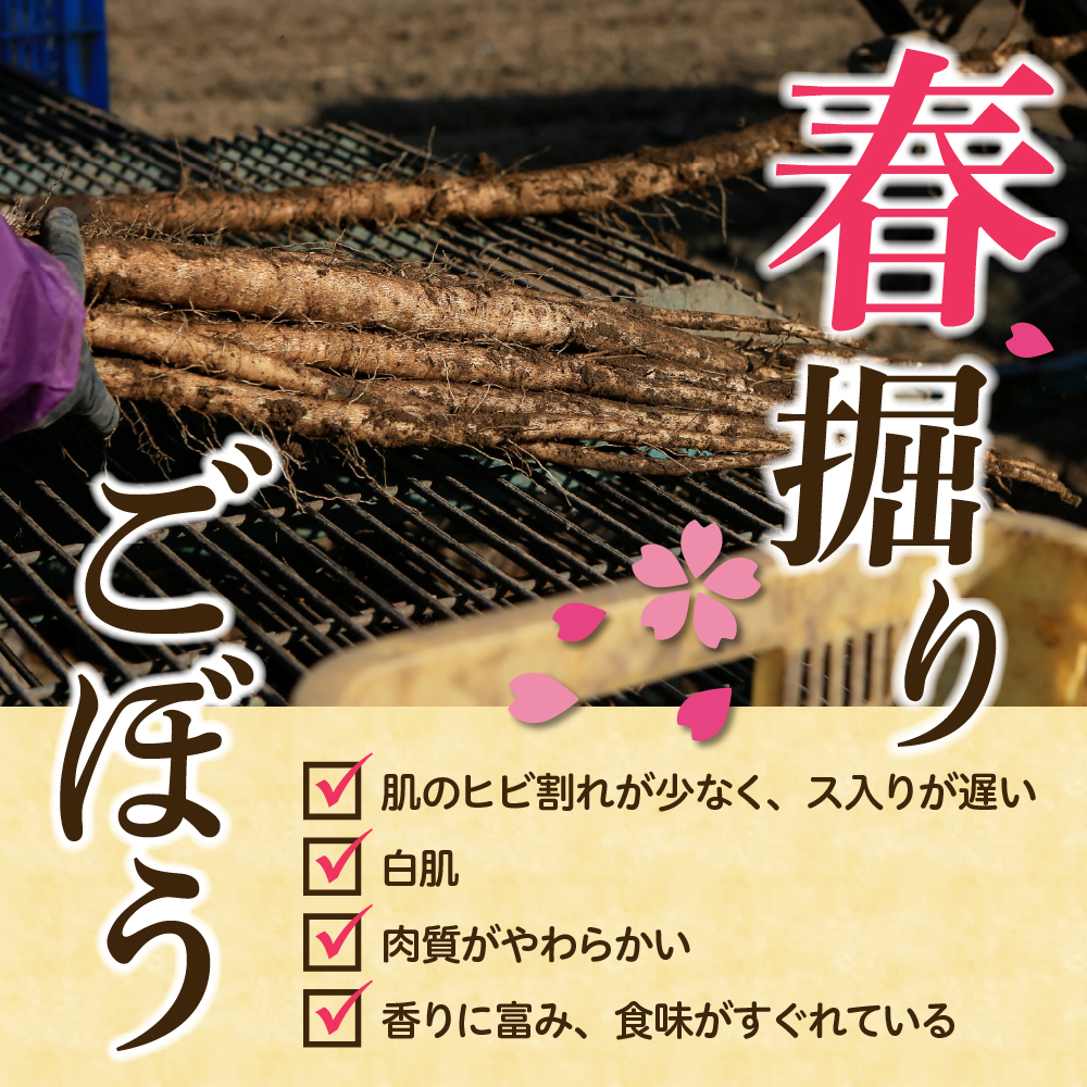 【先行受付】【2026年5月中旬より順次発送】北海道十勝芽室町 なまら十勝野 芽室町産 春掘りごぼう【柳川理想】M 5kg me001-032c