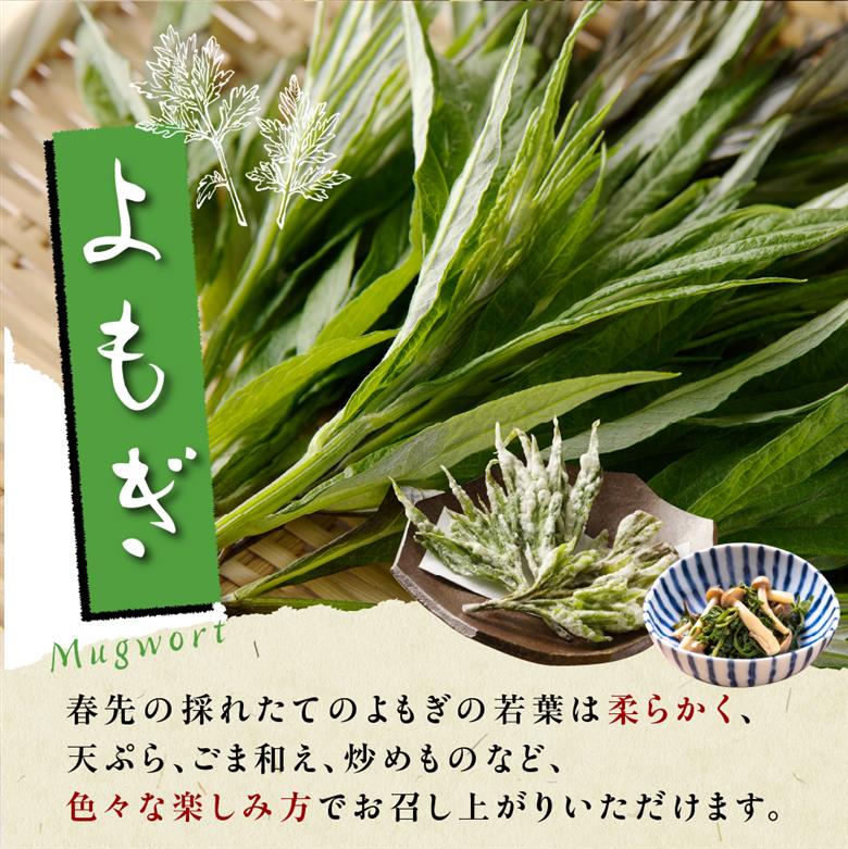 【先行受付】【2026年5月発送】北海道十勝芽室町 天ぷら用 ヨモギとウドの葉セット me011-006c