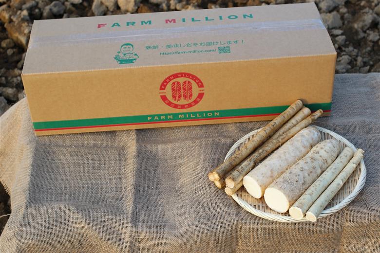 北海道十勝芽室町 ファーム・ミリオンの贅沢根菜セット（長芋・ごぼう・山わさび）【土付き】 me016-015c