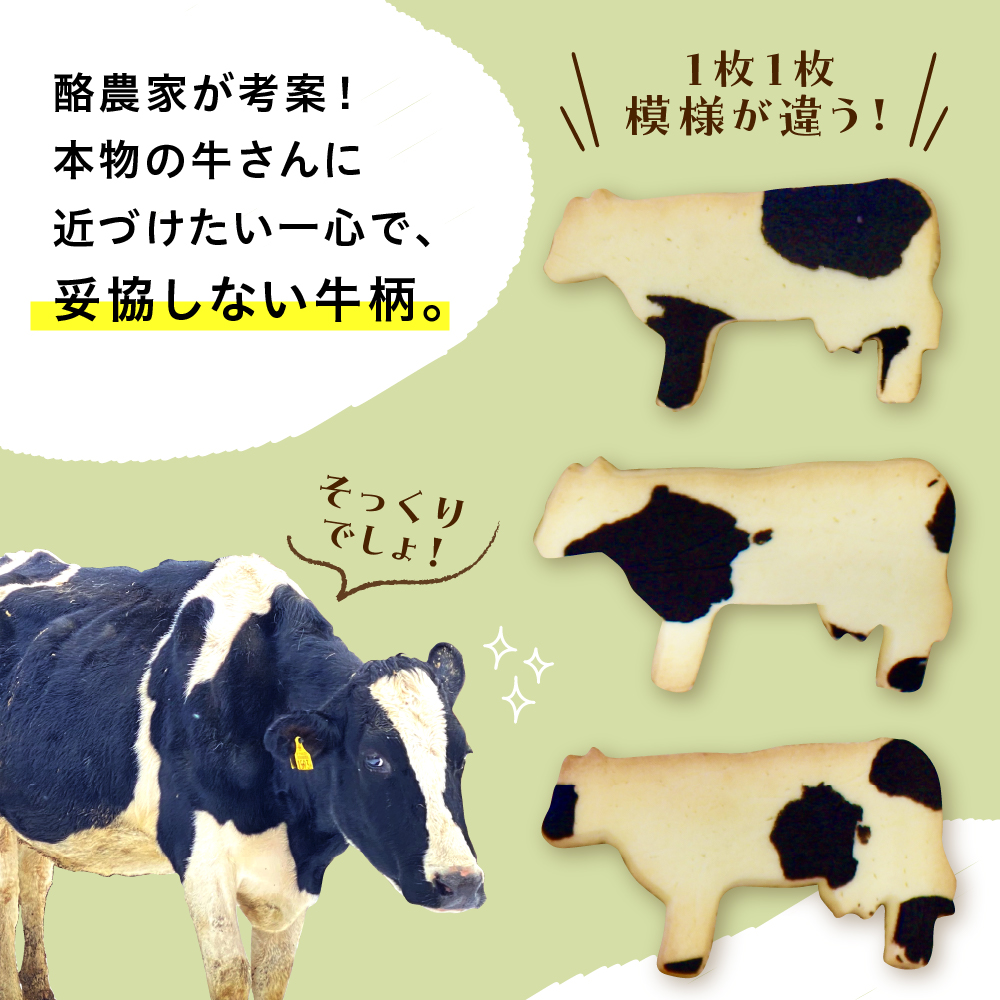北海道十勝芽室町 牛サブレ5頭入り 1箱 me079-001c