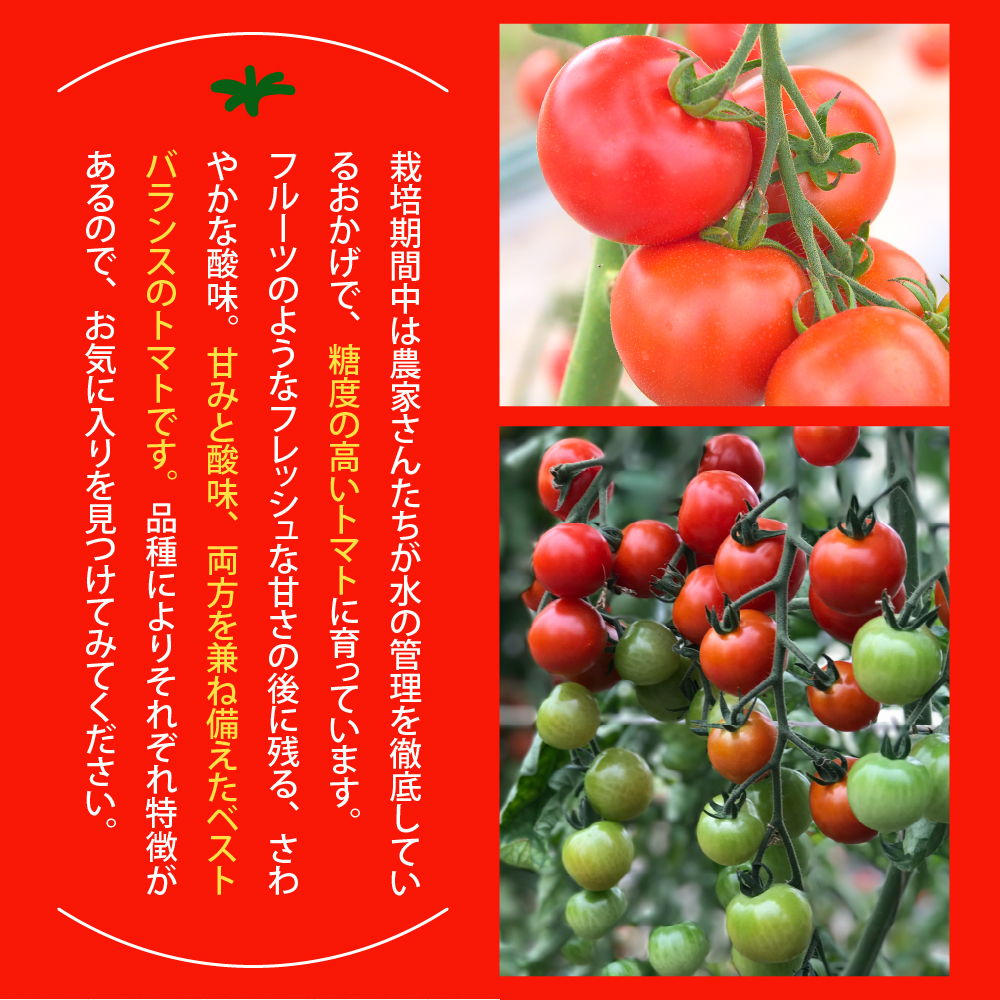 【先行受付】【2026年8月上旬より発送】北海道十勝芽室町 なまら十勝野の旬の完熟トマトを3～4品種詰め合わせた食べ比べセット me001-013c