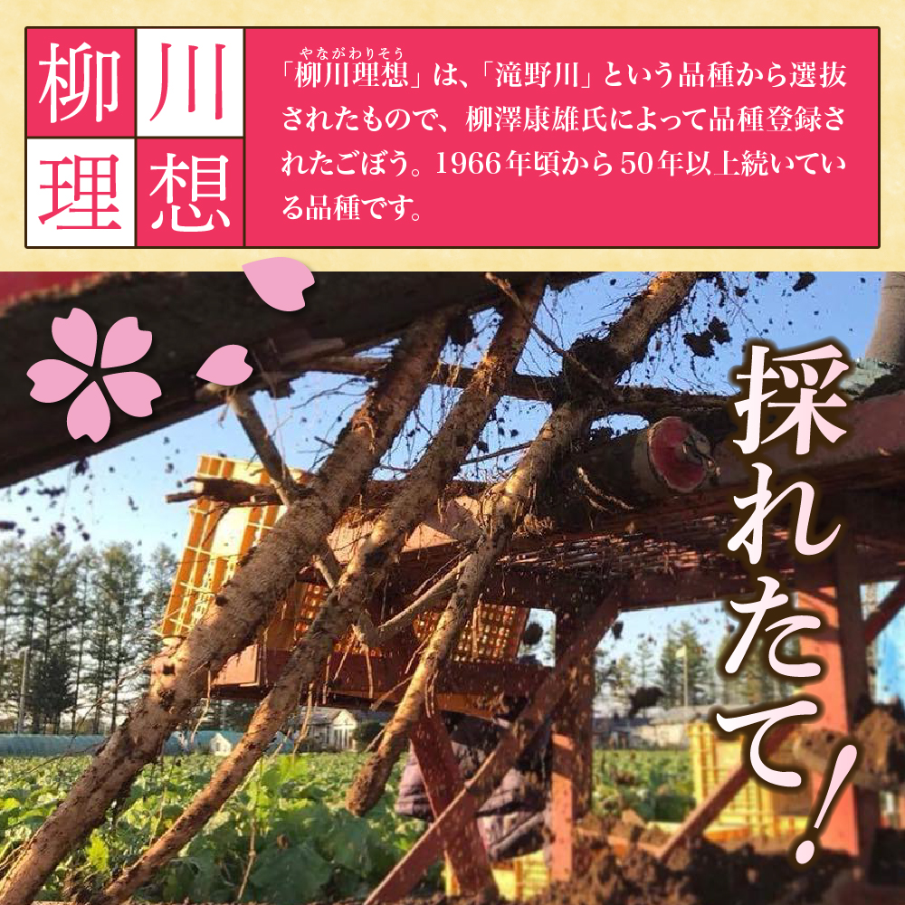 【先行受付】【2026年5月中旬より順次発送】北海道十勝芽室町 なまら十勝野 芽室町産 春掘りごぼう【柳川理想】M 5kg me001-032c