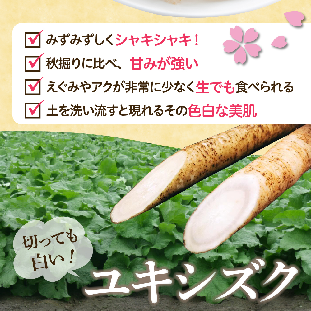 【先行受付】【2025年5月中旬より順次発送】北海道十勝芽室町 なまら十勝野 芽室町産 春掘り美肌ごぼう【ユキシズク】L5kg me001-035c