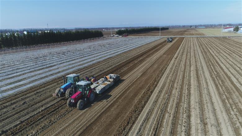 北海道十勝芽室町 ファーム・ミリオンの贅沢根菜セット（長芋・ごぼう・山わさび）【土付き】 me016-015c