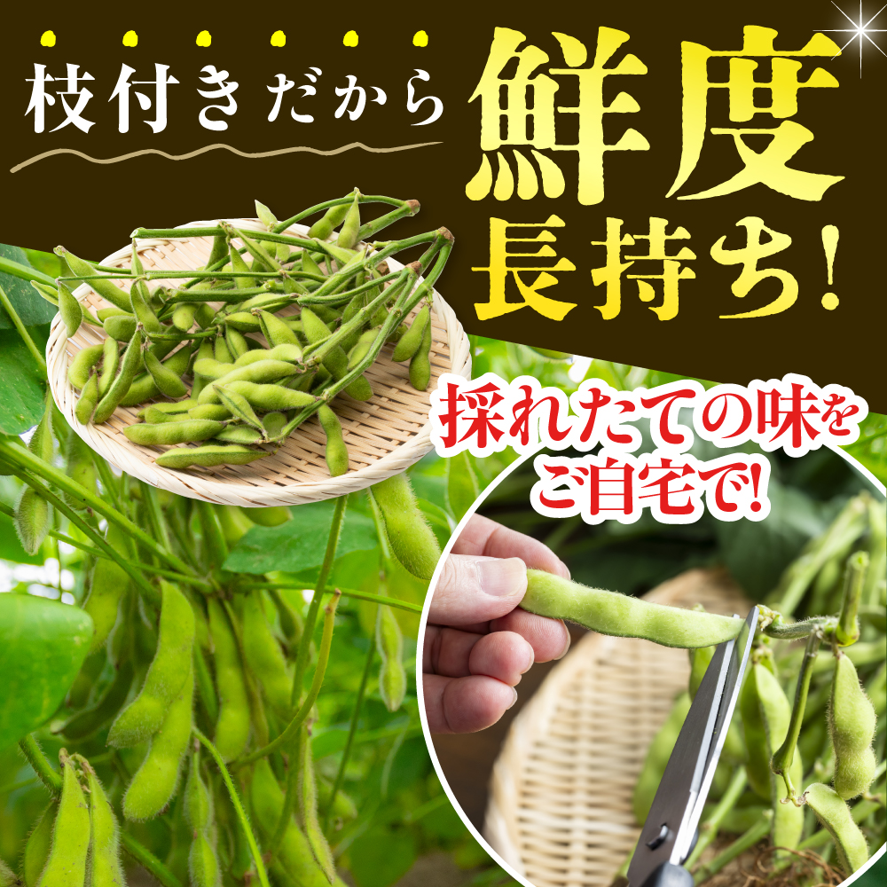 【2026年8月より発送】産地直送！北海道十勝芽室町 枝付き枝豆 5kg me081-001c