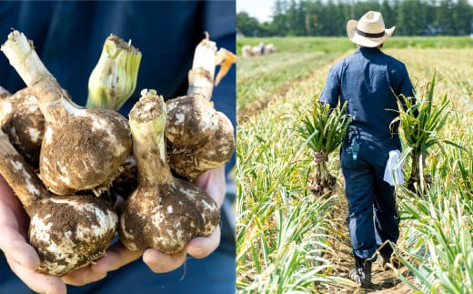 芳醇な香りと上質な風味を探求！北海道 十勝 中札内村 鎌田農園の至高にんにく 大玉 （Lサイズ） 6個入り にんにく ニンニク 大蒜 【2025年10月上旬～2026年4月上旬に順次発送予定】 [020-0024x1]