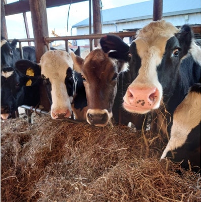 【牧場訪問＆牛乳豆腐づくり体験つき】インカルシぺ白樺 1泊2名様宿泊券(食事なし)|北海道十勝大樹町