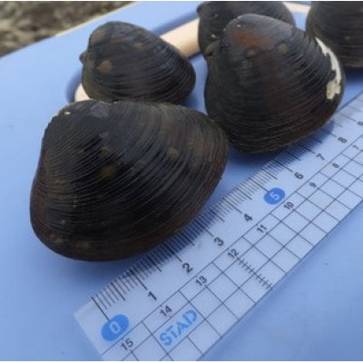 【数量限定】幻の「巨大しじみ貝」5袋セット(250g×5袋)【配送不可地域：離島】