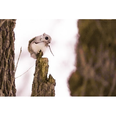 澄んだ空気と雪の音-スノーハイク-(1月～3月)「1組1名様 約2.5時間 完全プライベート制!」