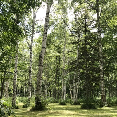 【草木染め体験つき】インカルシぺ白樺 1泊2名様宿泊券(食事なし)|北海道十勝・大樹町