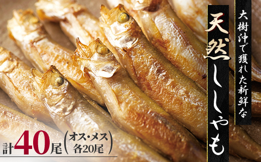 天然ししゃも オス・メス40尾(Sサイズ)【配送不可地域：離島】