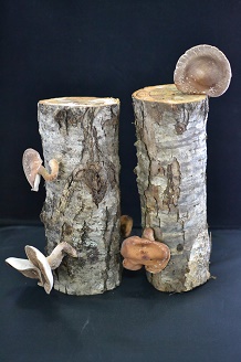 天然原木しいたけ栽培セット