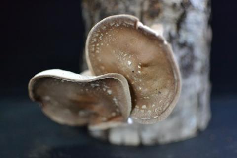 天然原木しいたけ栽培セット