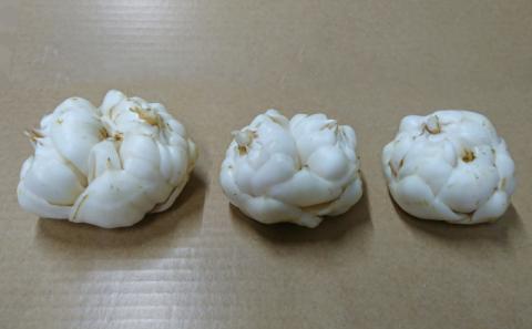 十勝幕別 忠類ゆり根 1kg［M～2L］7～12玉【2025年10月出荷先行予約】【 北海道 幕別町 忠類 十勝 高級食材 お正月 料理 】 野菜 根菜