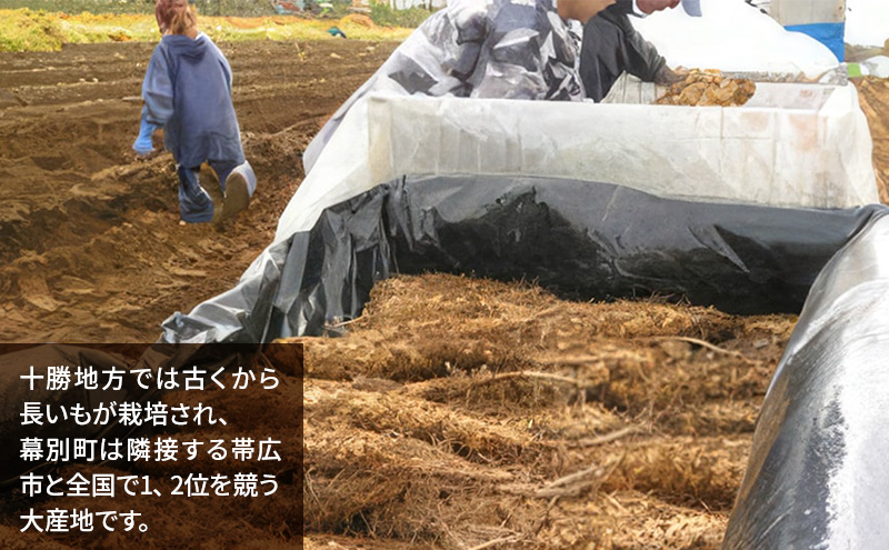 北海道 十勝の大地が育てたシャキシャキ食感と強い粘り 幕別産 長いも Lサイズ 5kg ［木川商店］【 長いも 長芋 ながいも ナガイモ とろろ 芋 いも 野菜 10kg 5kg 産地直送 旬 濃厚 北海道 十勝 幕別 】