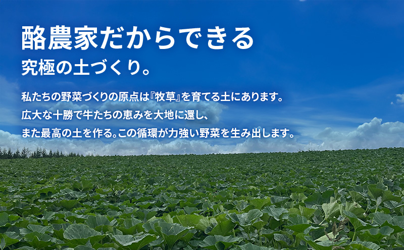 【2026年発送先行予約】十勝幕別町産 かぼちゃ2個・玉ねぎ4kg・じゃがいも2kg 計約10kg［山田敏明牧場］ 野菜 たまねぎ セット 詰合せ 旬の野菜 産地直送 北海道産