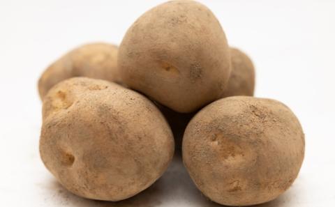 先行予約/2026年秋発送 北海道 十勝 幕別産 じゃがいも とうや 約10kg 【横山農園】 野菜 根菜 食材 煮崩れしにくい サラダ 煮込み料理 肉じゃが カレー シチュー 北海道のジャガイモ