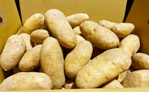 先行予約/2026年秋発送 北海道 十勝 幕別産 じゃがいも 北海こがね 約10kg 【横山農園】 野菜 根菜 フライドポテト ポテトチップス 変色しにくい 煮崩れしにくい 黄金色 北海道のジャガイモ