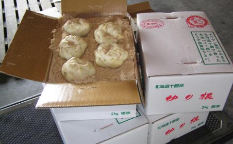 十勝幕別 忠類ゆり根 1kg［M～2L］7～12玉【2025年10月出荷先行予約】【 北海道 幕別町 忠類 十勝 高級食材 お正月 料理 】 野菜 根菜