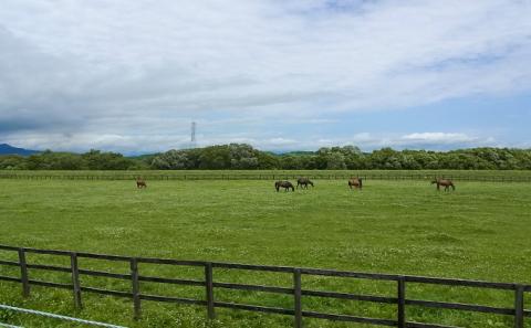 【国産純粋蜂蜜】北海道産 クローバー蜂蜜 1kg パック入り［ナルセ養蜂場］【 はちみつ ハチミツ 蜂蜜 ハニー 無添加 天然 健康 美容 料理 無添加 純粋 希少 大容量 ギフト プレゼント 自宅用 家庭用 北海道 十勝 幕別 】