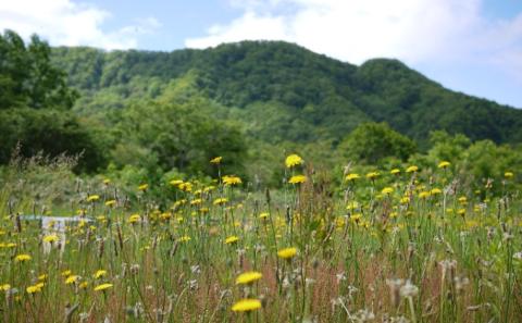 【国産純粋蜂蜜】北海道産 野の花蜂蜜(百花蜜) 1kg ビン入り［ナルセ養蜂場］【 はちみつ ハチミツ 蜂蜜 ハニー 無添加 天然 健康 美容 料理 無添加 純粋 希少 大容量 ギフト プレゼント 自宅用 家庭用 北海道 十勝 幕別 】
