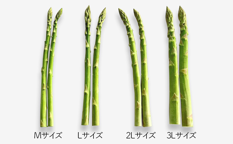 十勝幕別町産 グリーンアスパラ1kg M～2L混合［山田敏明牧場］【2026年5月出荷開始】 北海道 野菜 アスパラガス
