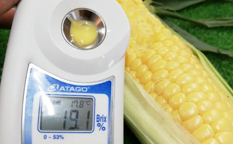 北海道 十勝 幕別産 とうもろこし 恵味ゴールド 20本「じゅんかん育ち」北王農林［十勝BISTRO下水道プロジェクト］【 とうもろこし とうきび コーン 野菜 フルーツ 甘い 】