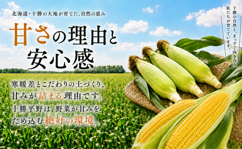 ［先行予約/2026年］もぎたてとうもろこし黄18～20本 [北海道